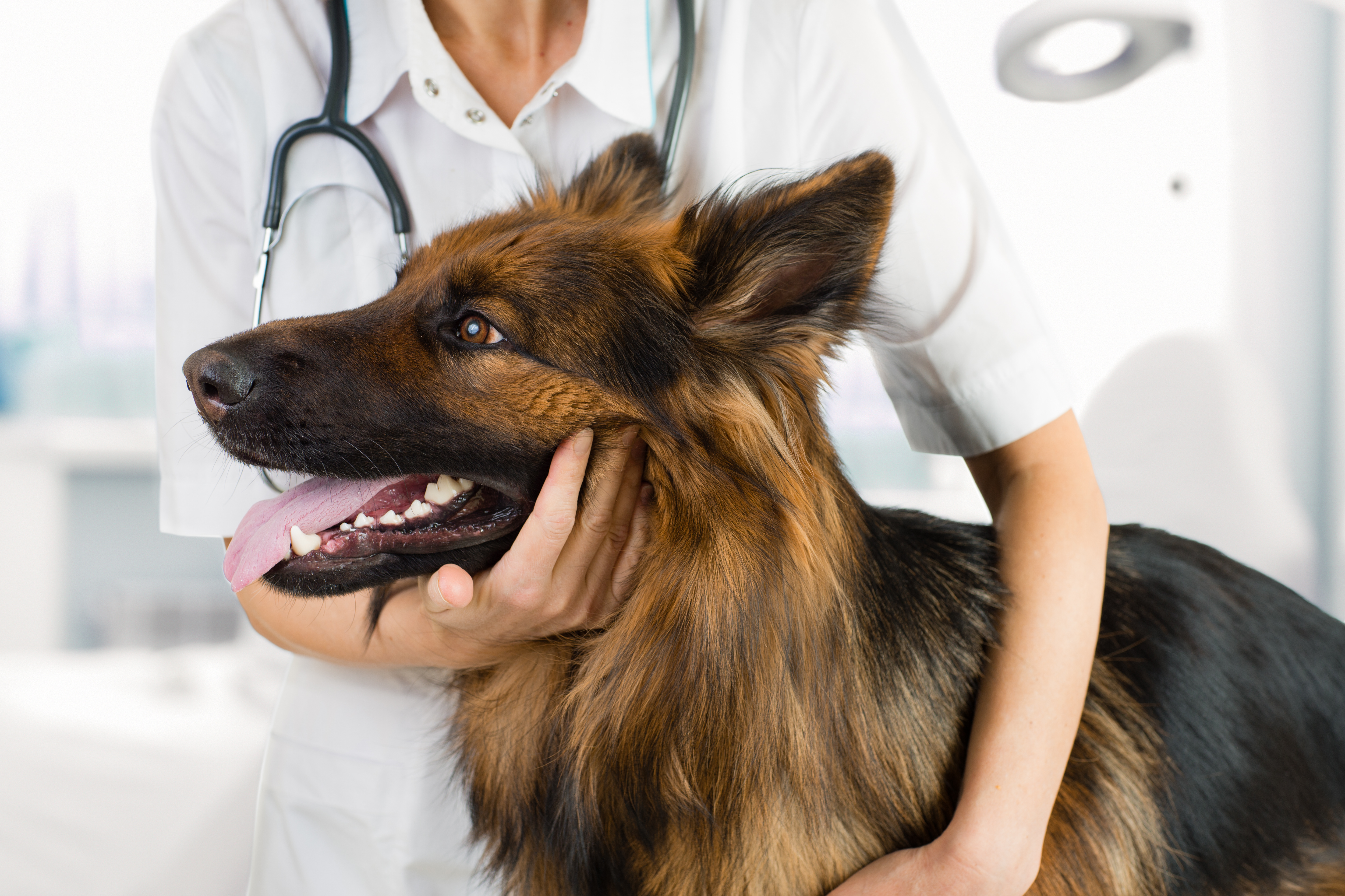 8 Essential Skills Of A Locum Vet 